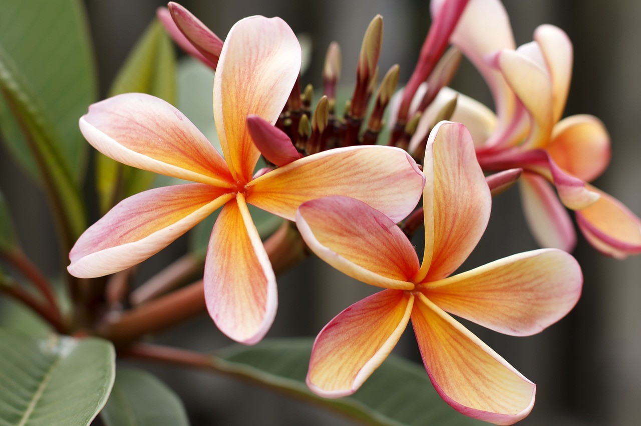 frangipani web2