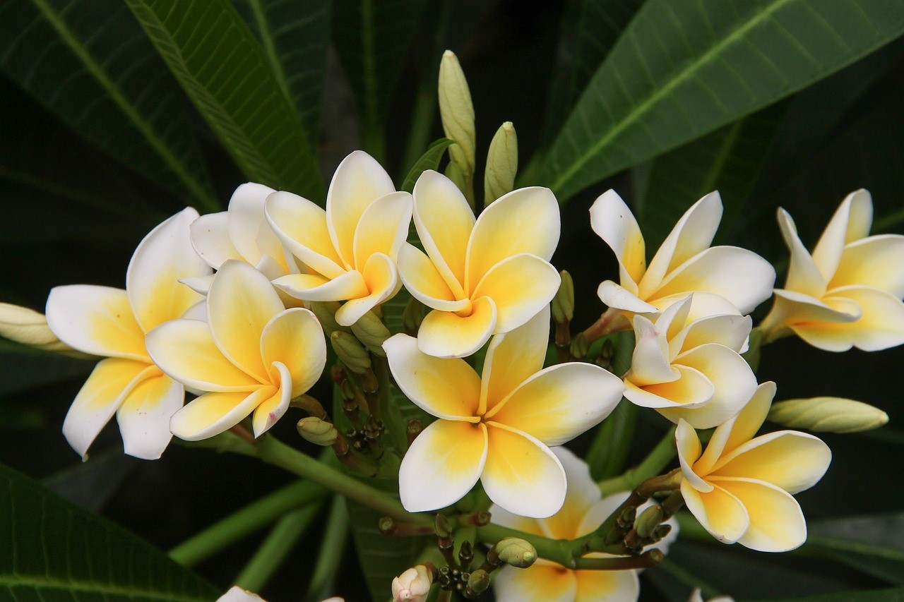 frangipani web